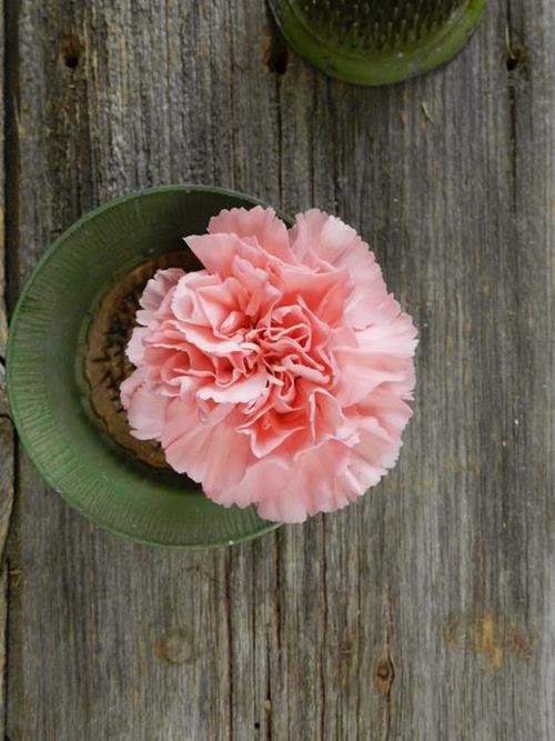 Kaori  Pink Carnations
